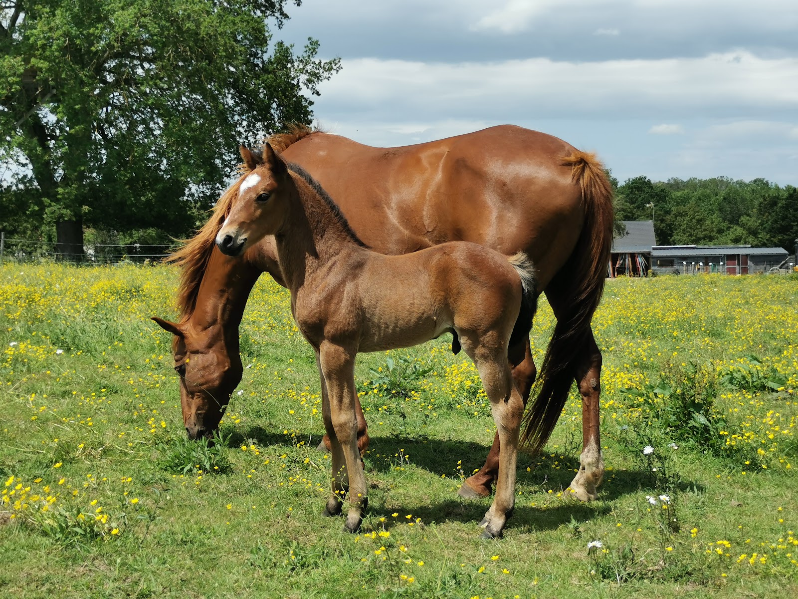 Photo de EQUILANDES TRAITS DU VAL DE LOIRE