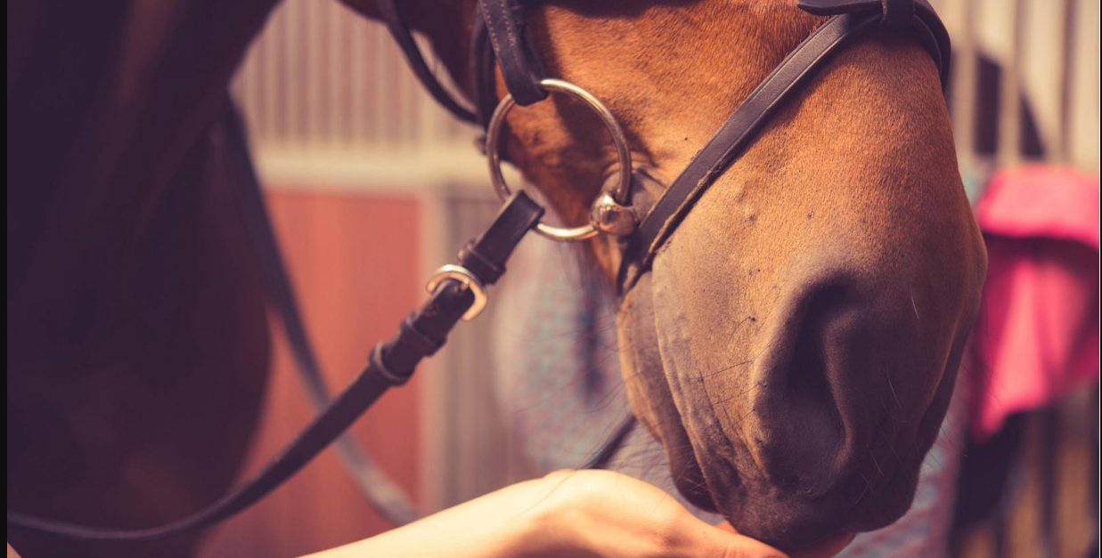 Photo de EQUIT A COMMELLE