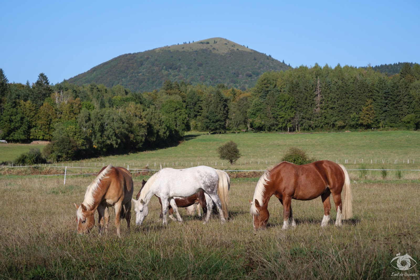 Photo de EQUITADAPT ANNE CHEVILLE
