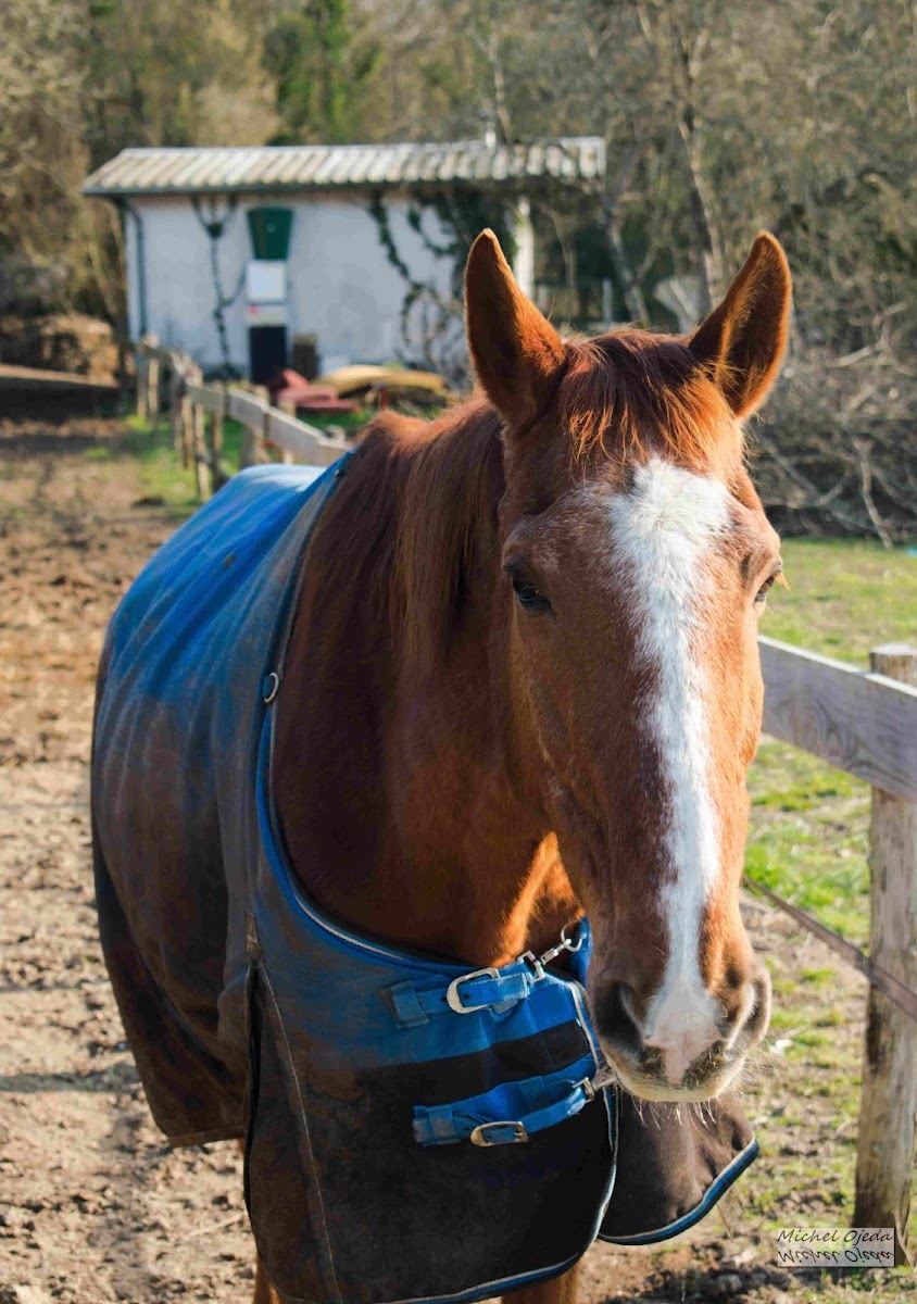 Photo de EQUITATION ETHOLOGIQUE LA CHARBONNIERE