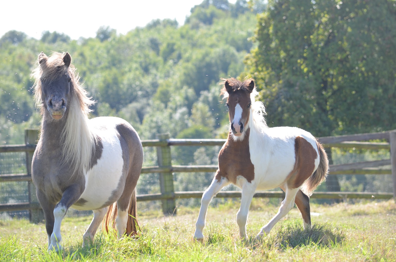 Photo de FERME EQUESTRE DES CILEX