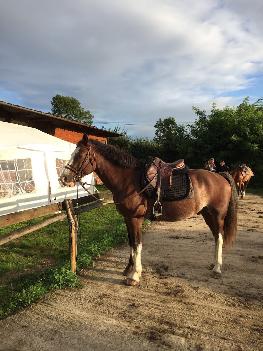 Photo de FERME EQUESTRE DES TERTRES