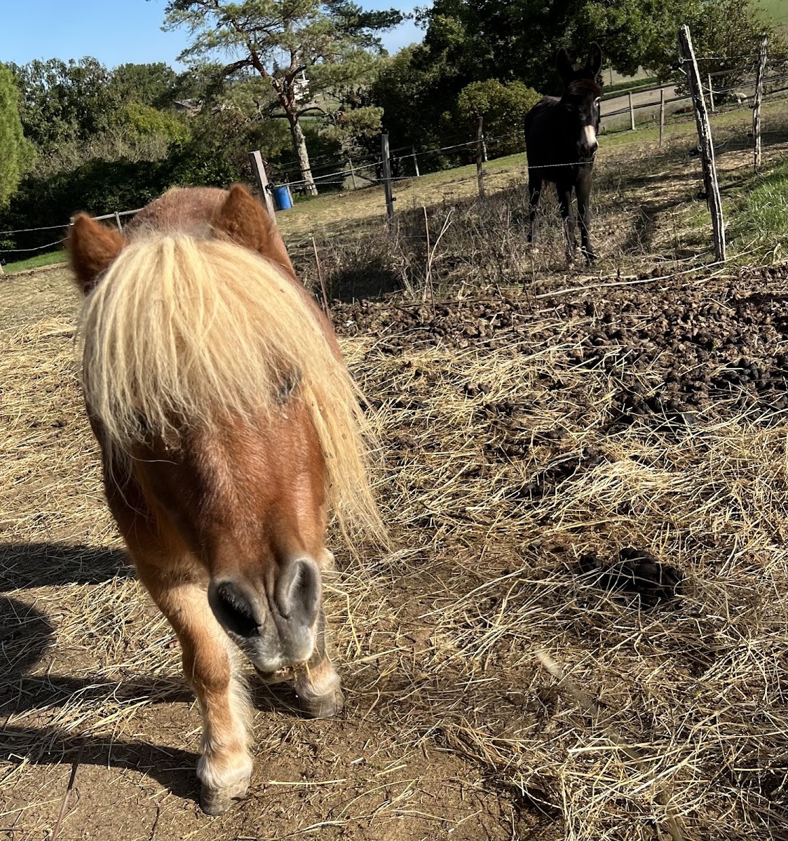 Photo de FERME EQUESTRE HANTAYO