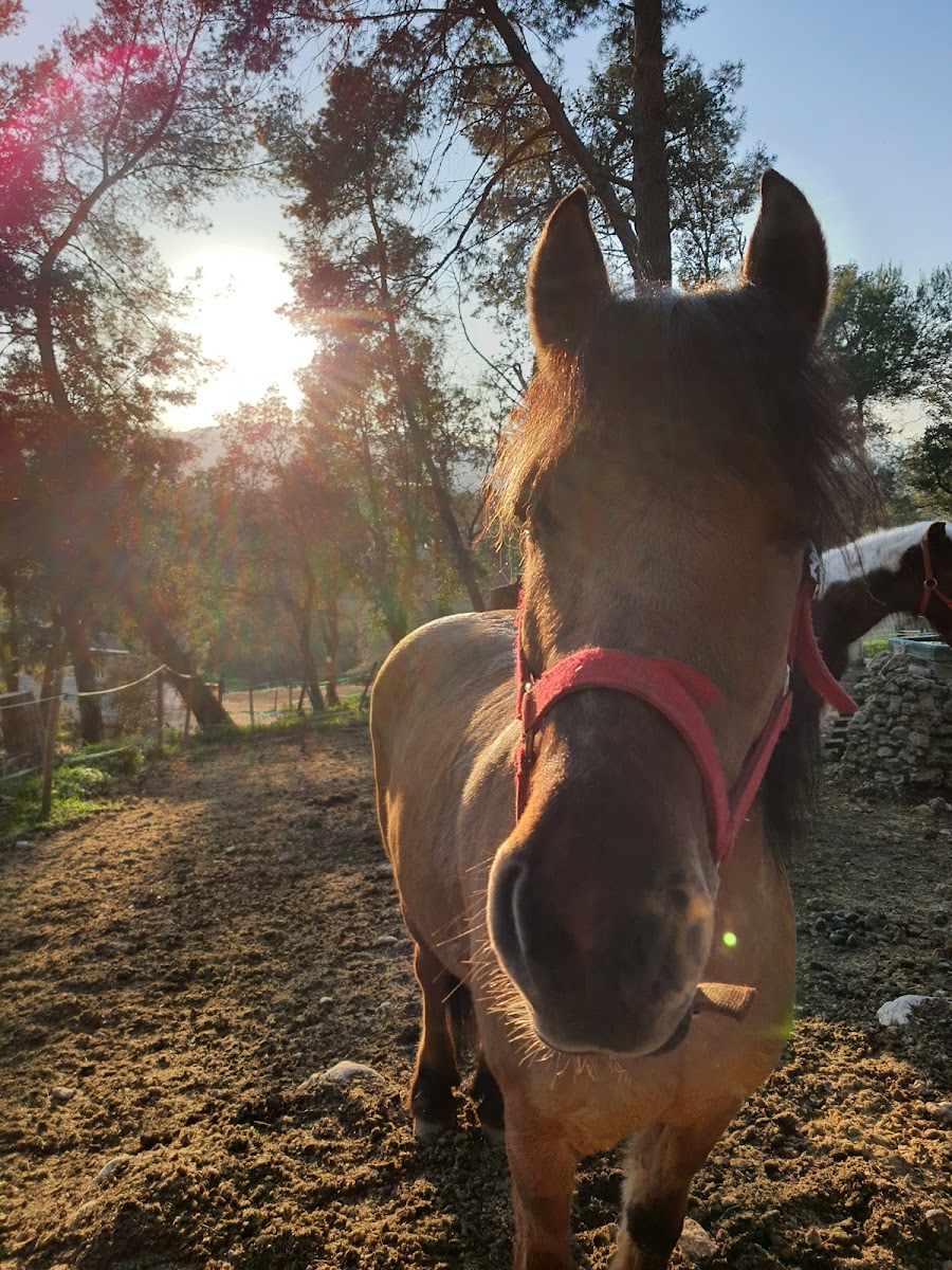 FERME EQUESTRE LOU RECAMPADO