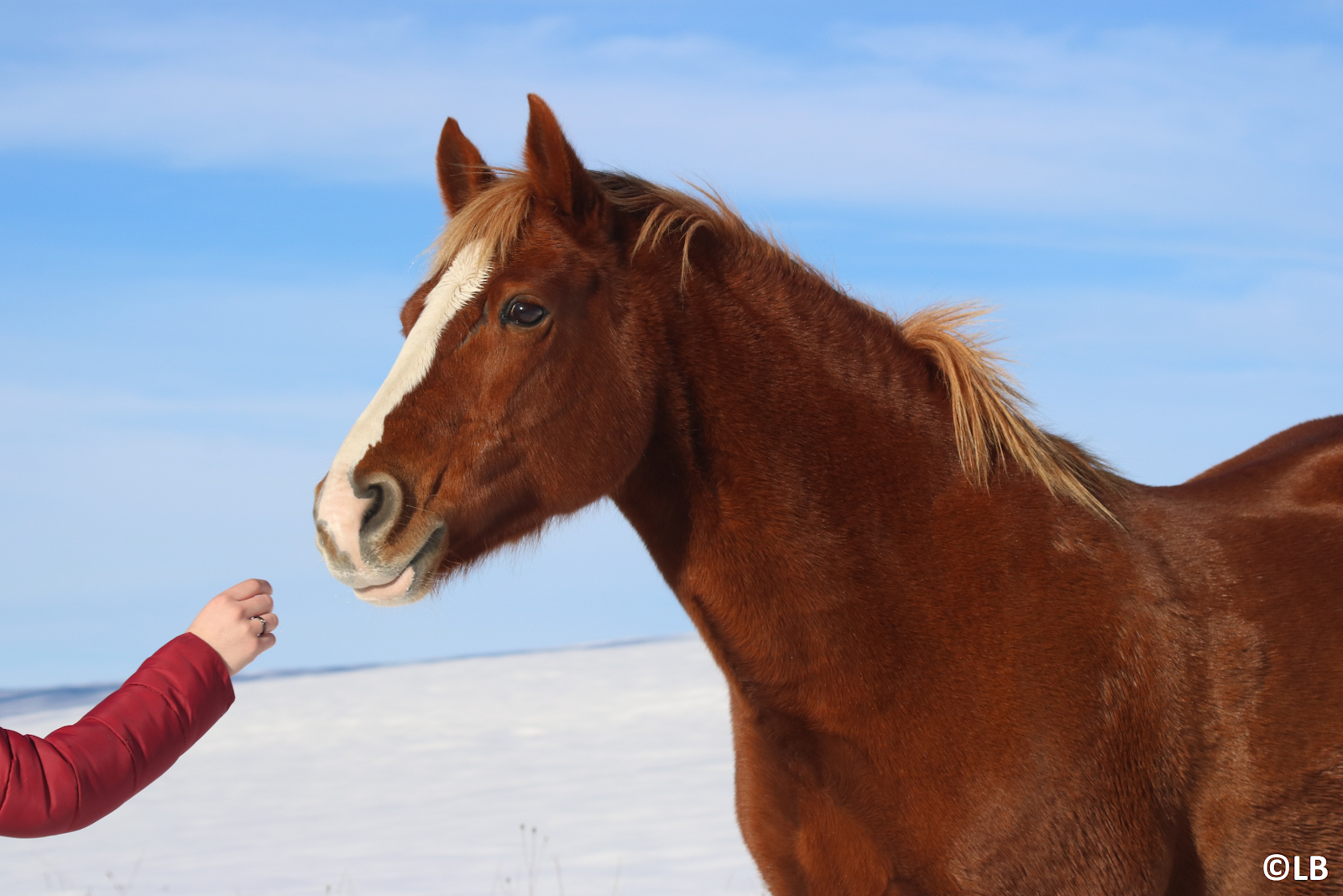 FERME EQUESTRE & PEDAGOGIQUE CHANTAIGUT