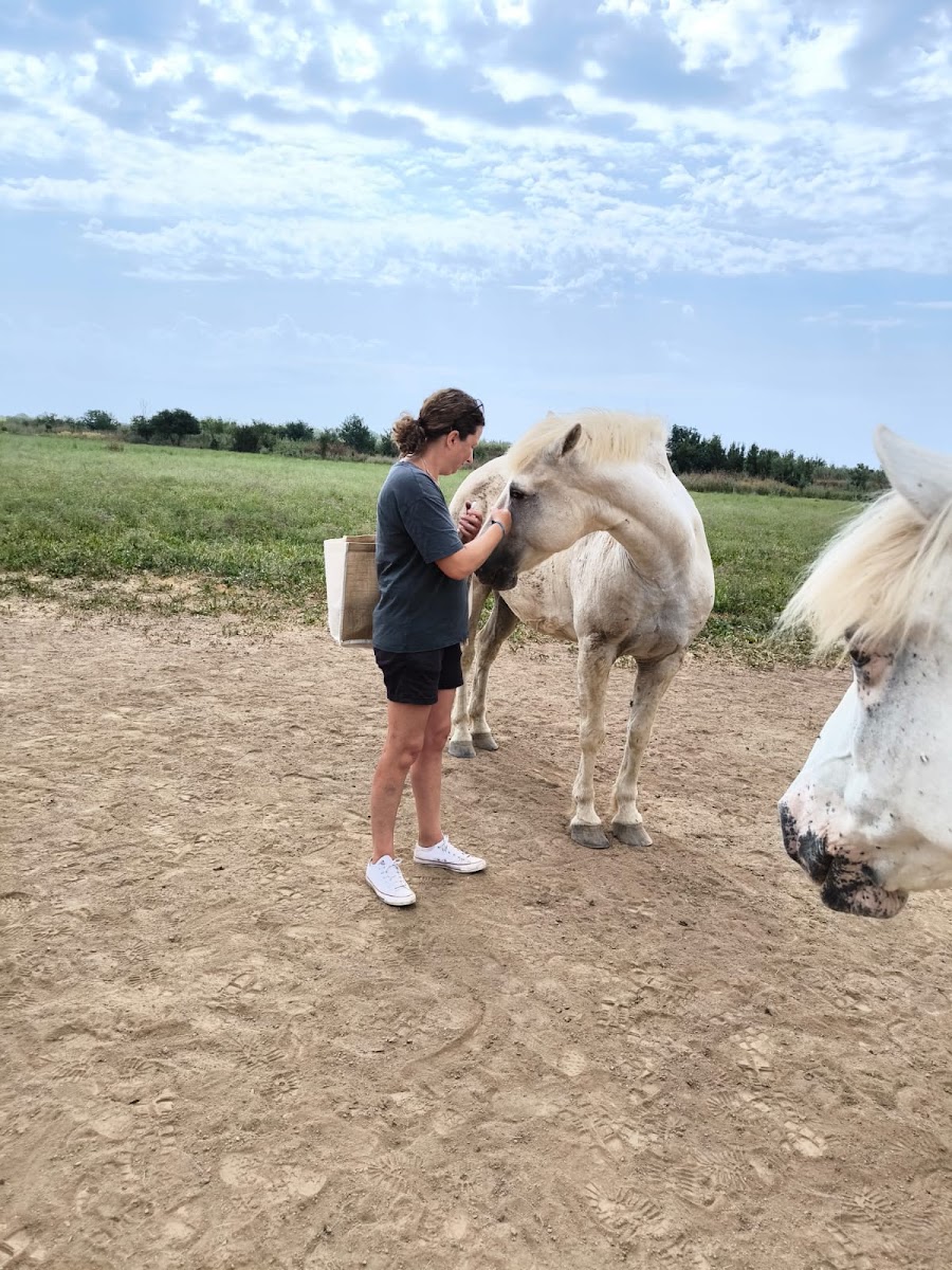 Photo de HARAS ANGE BLANC