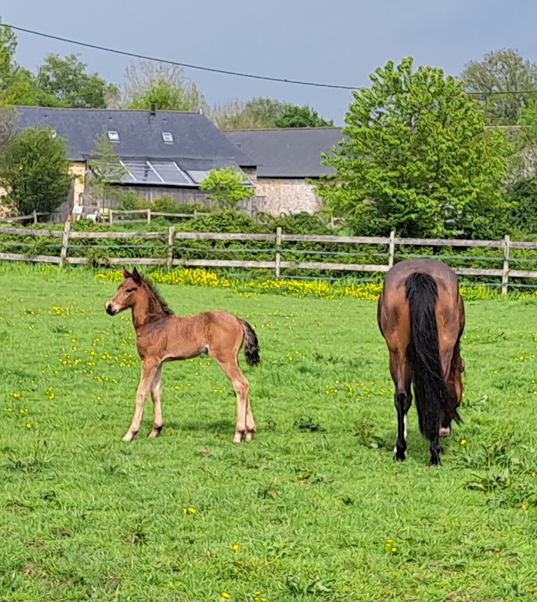 Photo de HARAS D AMBREVAL