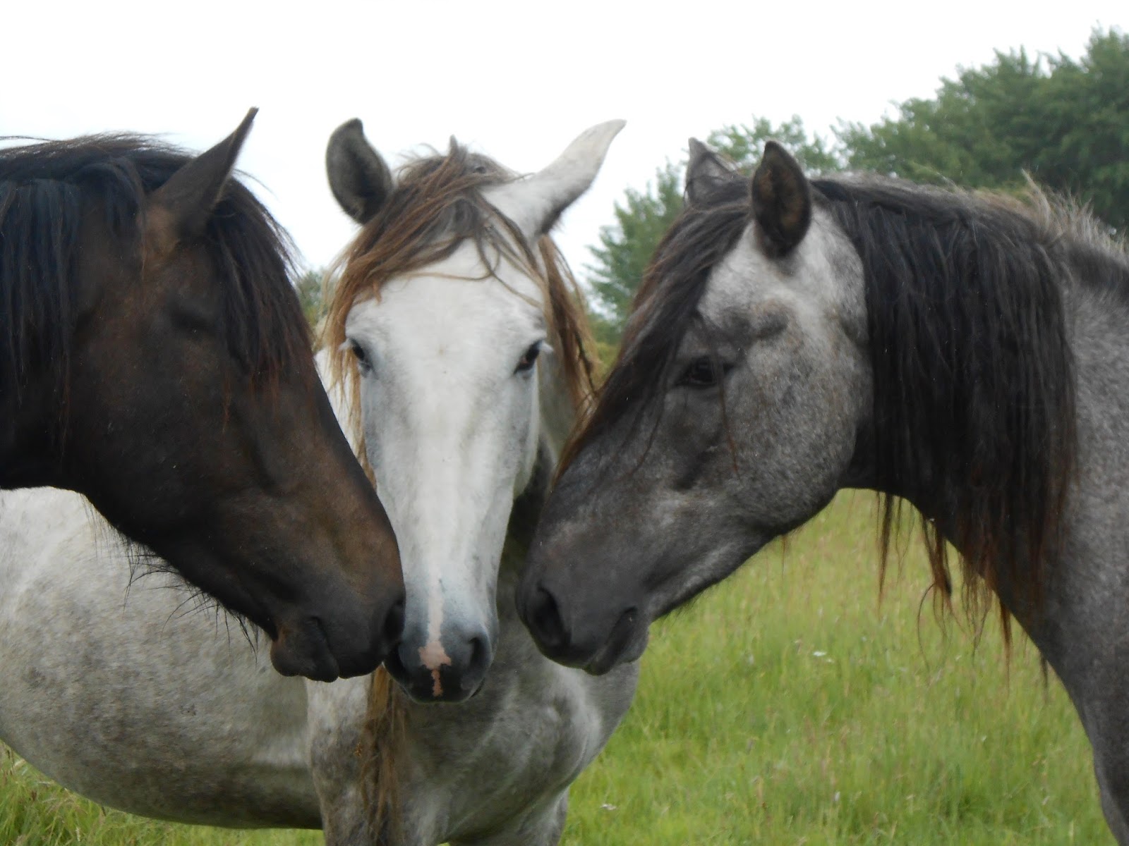 Photo de HARAS D URANIE