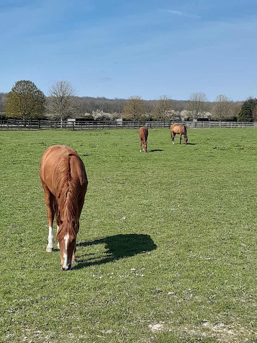 Photo de HARAS DE BORY