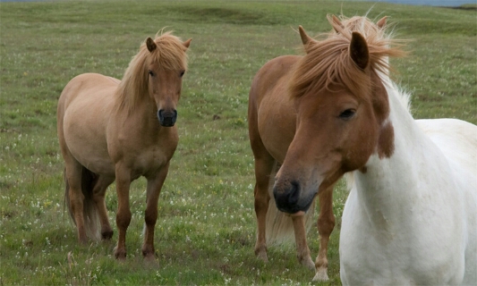Photo de HARAS DE CHAMBLY