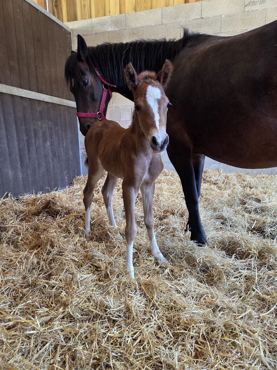 Photo de HARAS DE GRAVELOTTE