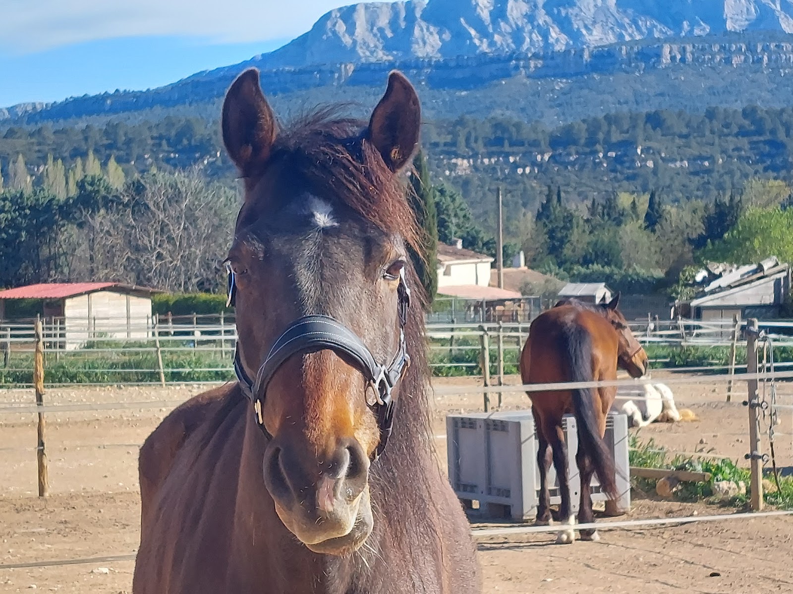 Photo de HARAS DE L OLYMPE