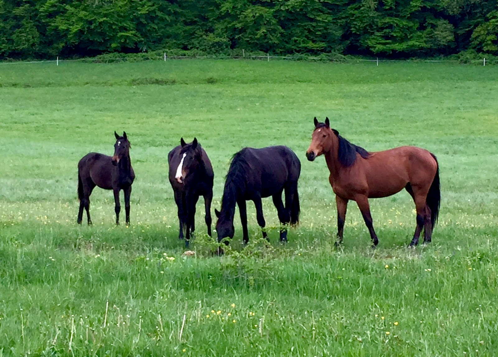 Photo de HARAS DE LA CHARME