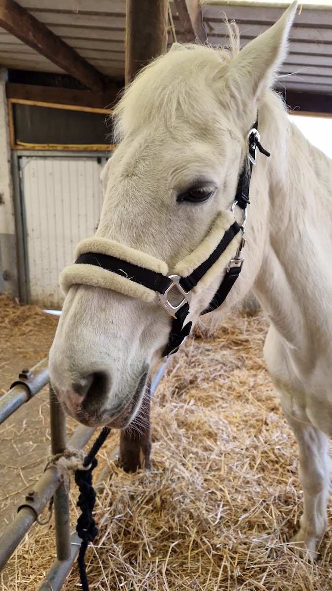 Photo de Haras de la Jonchère