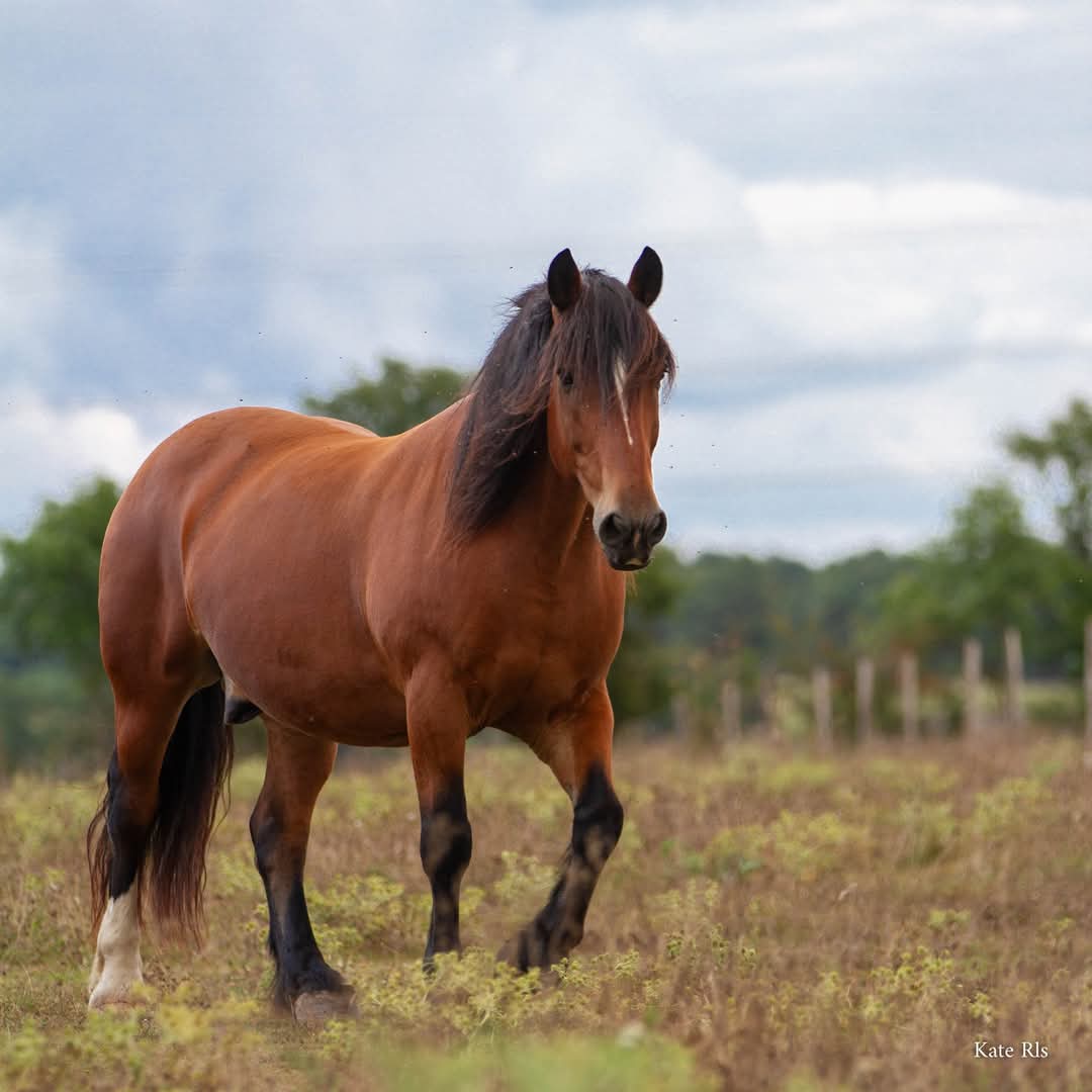 Photo de Haras de la salmonière