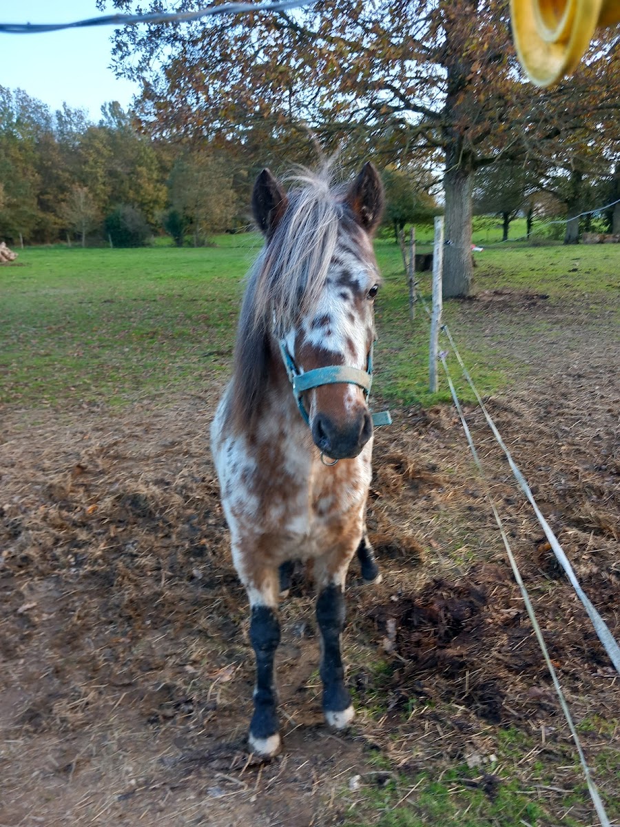 Photo de HARAS DES LANDES