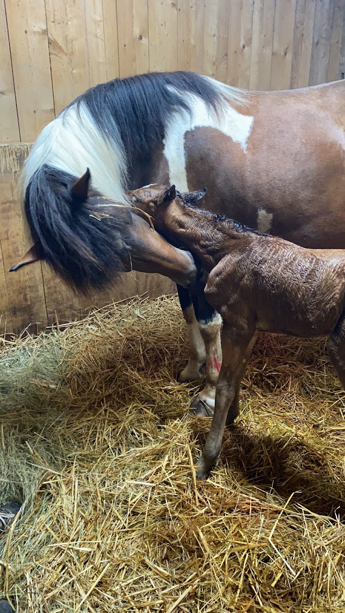 Photo de Haras Des Petits Prés