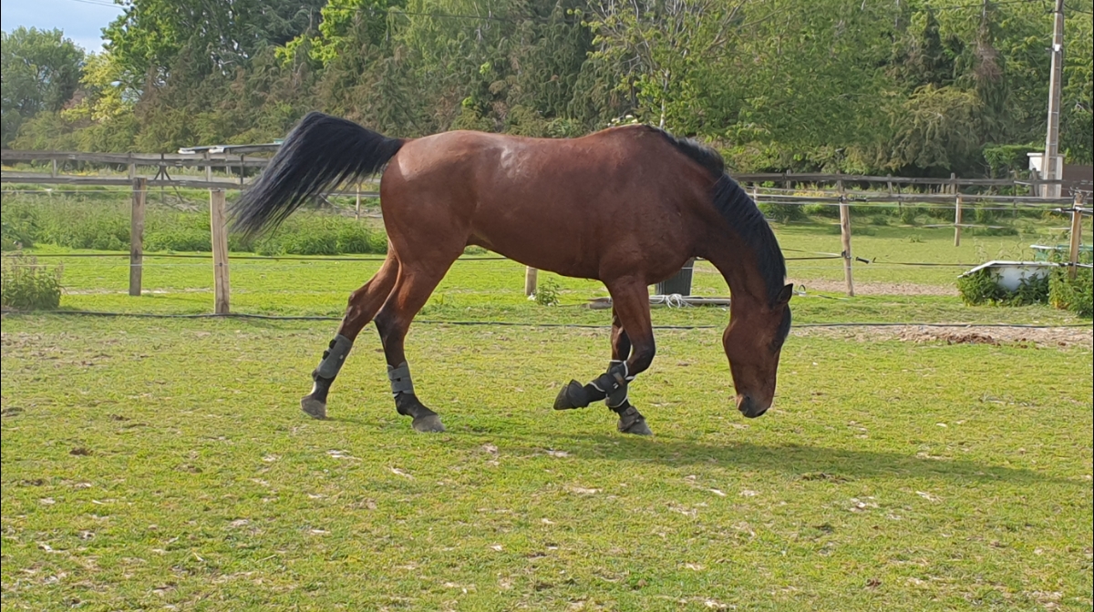 Photo de HARAS DES PEUPLIERS