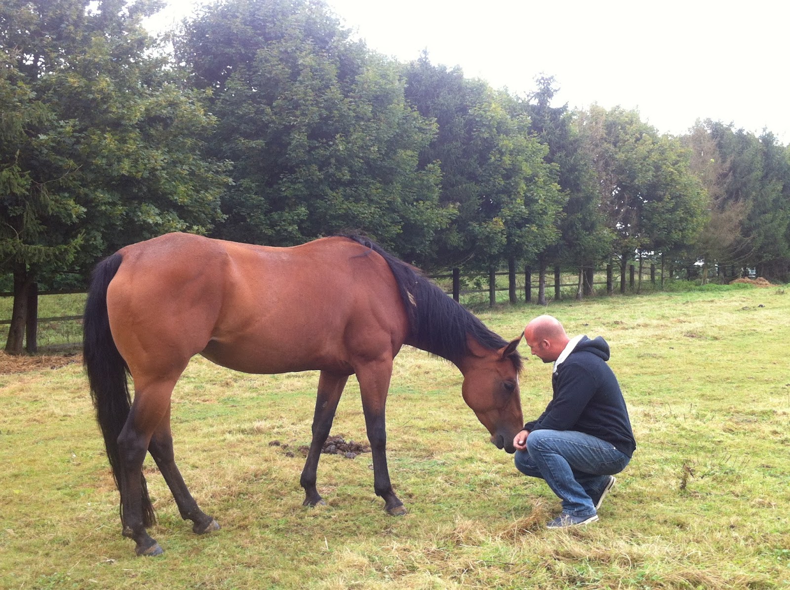Photo de HARAS DU BOIS COURTIN HBC
