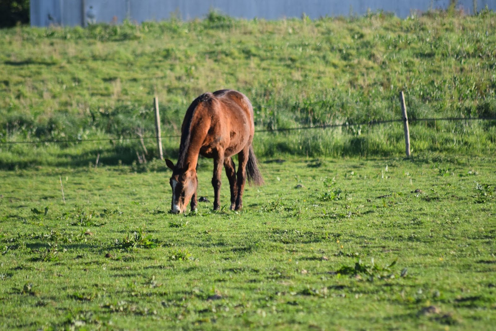 Photo de HARAS DU CASSE