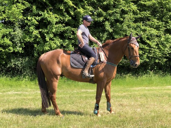 Photo de HARAS DU CHENE D ARGENT