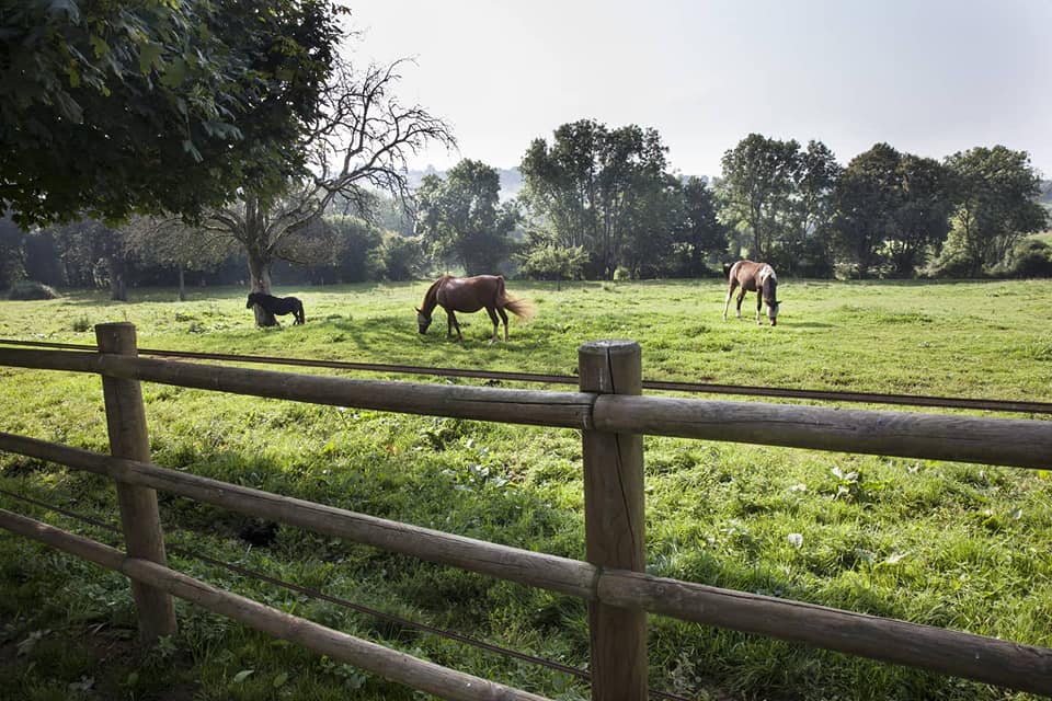 Photo de HARAS DU MAUPAS