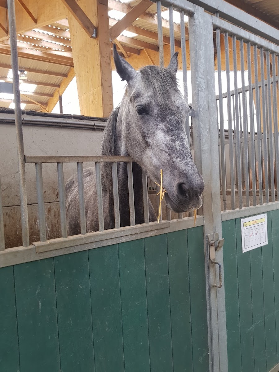 Photo de HARAS DU MELANTOIS