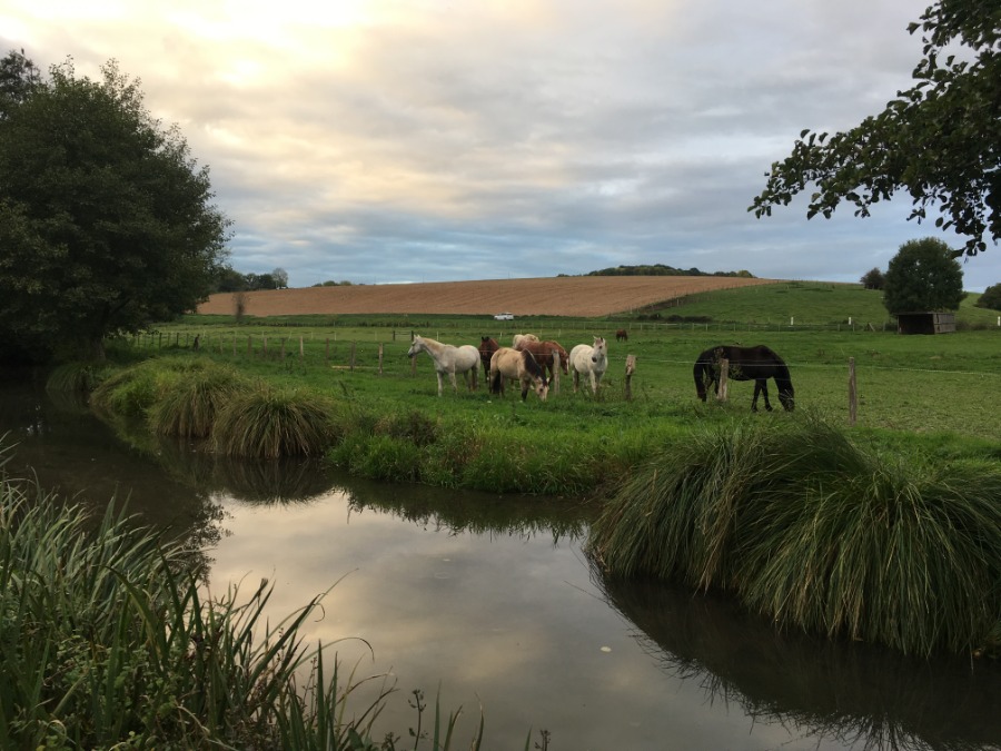Photo de HARAS DU MOULIN