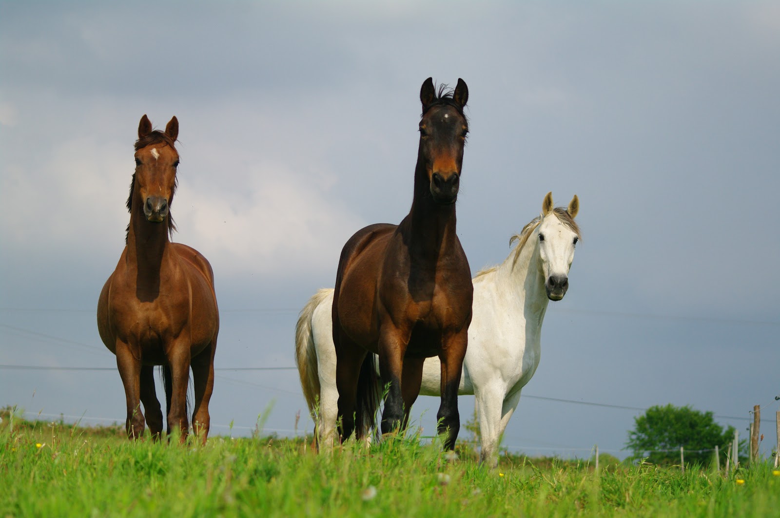 Photo de HARAS DU MOULIN NEUF