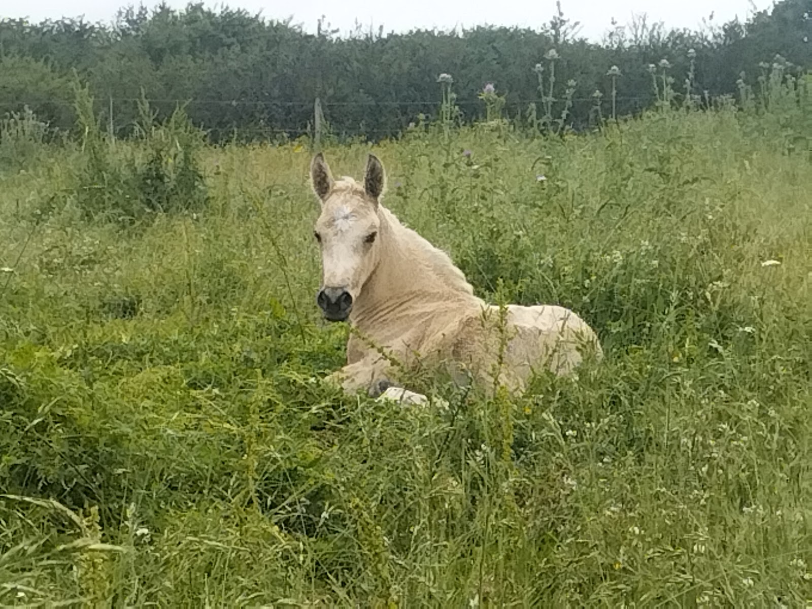 Photo de HARAS DU TUREL