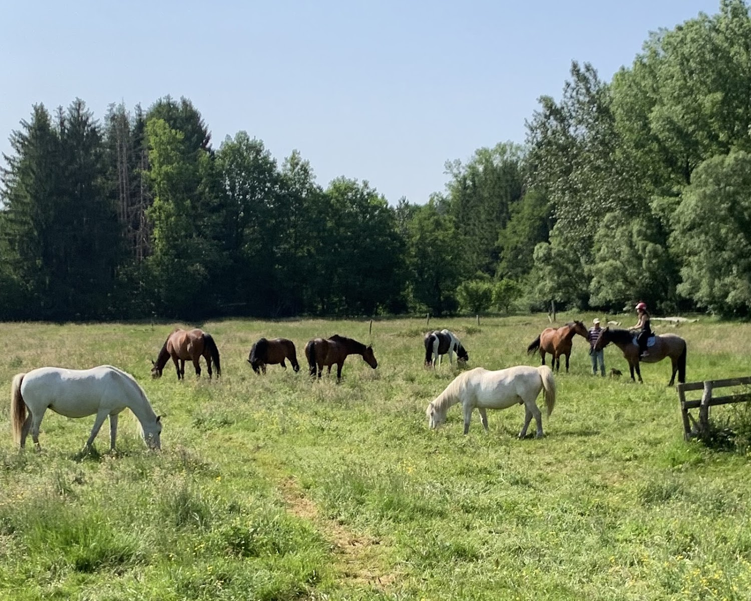 Photo de HARAS DU VAL DE GALILEE