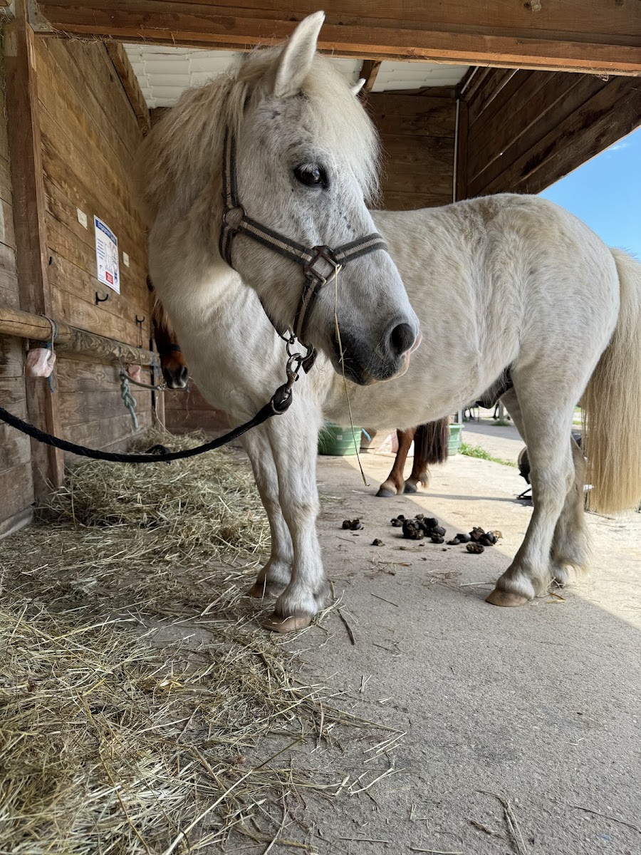 Photo de HARAS DU VALENTIER