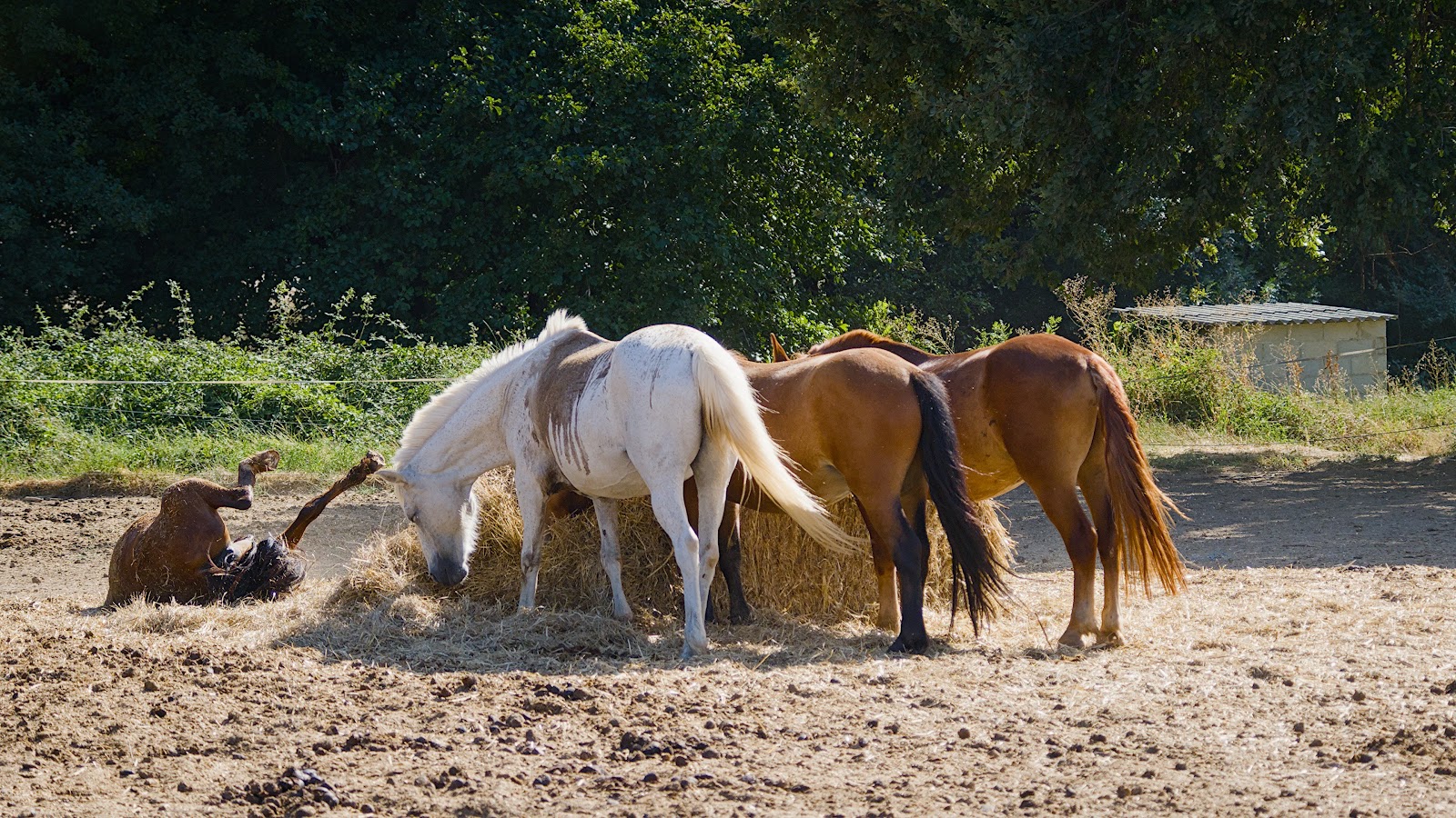 Photo de HARAS VAL DE CAMPS