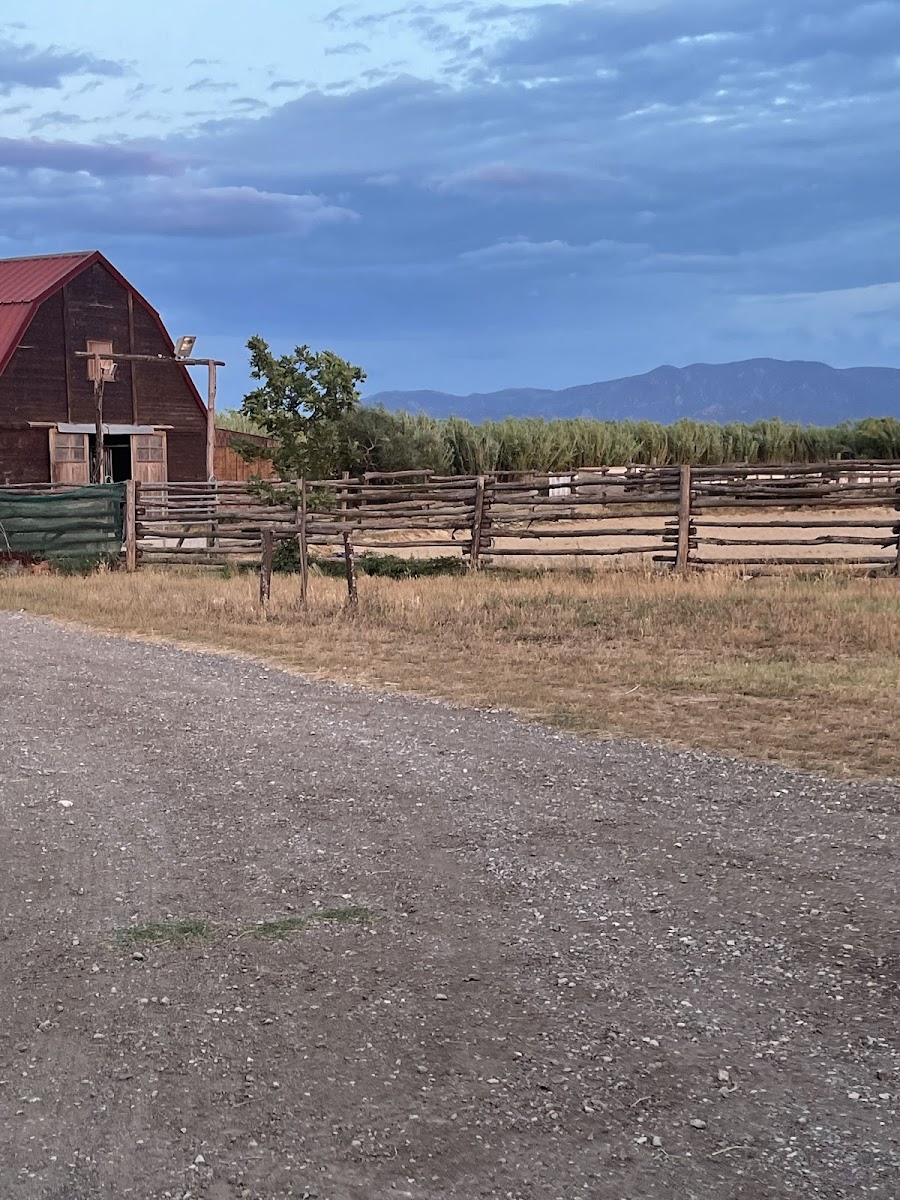 Photo de HORSES AND CO
