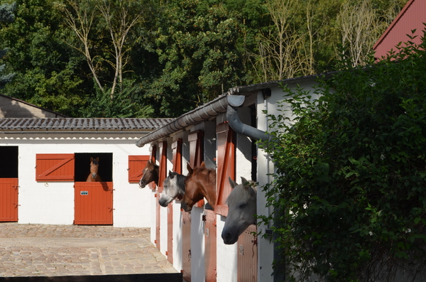 Photo de JUMPING CLUB D AUXERRE