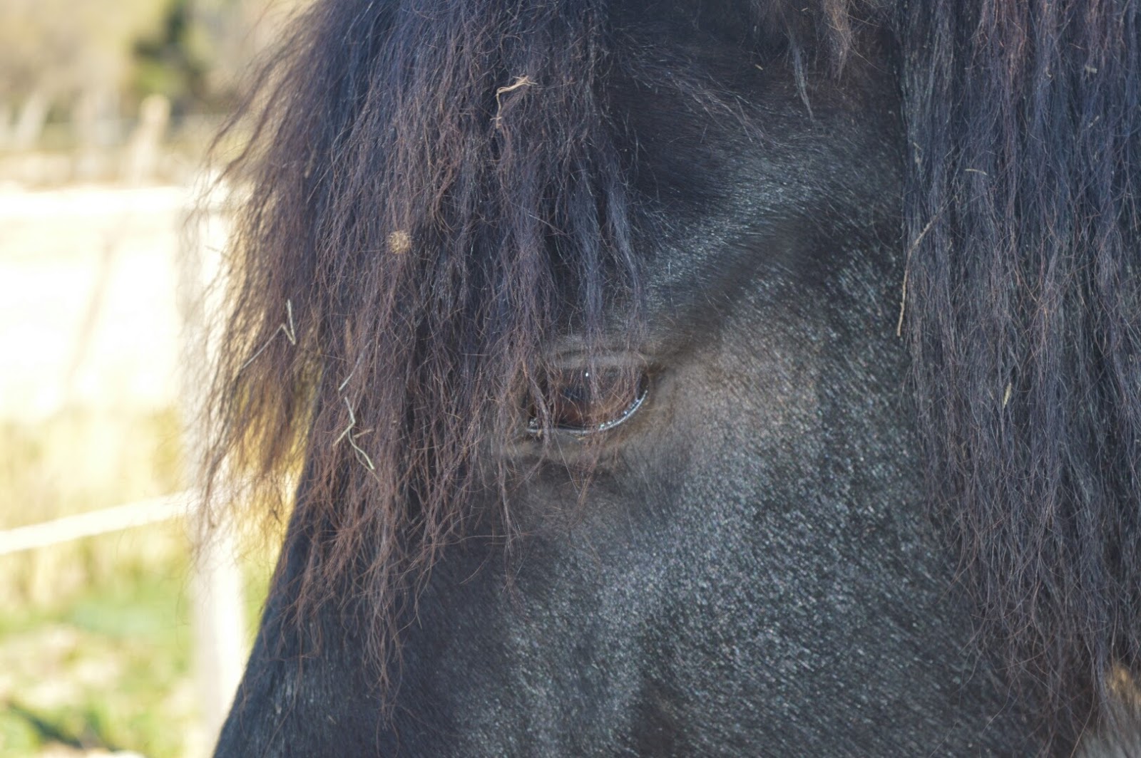 Photo de L EQUUS CABALLUS