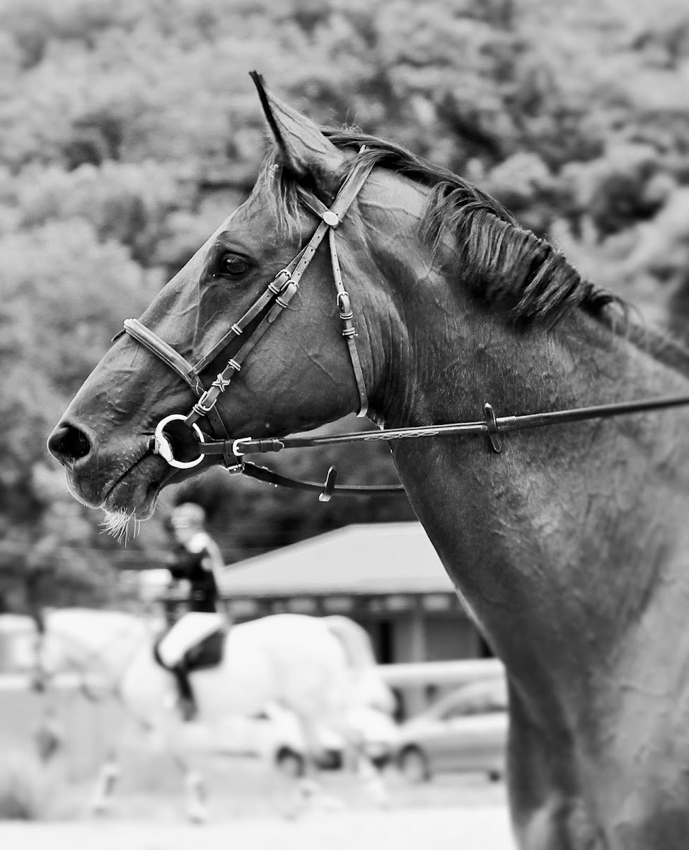 Photo de LA CAVALERIE DES ENFANTS