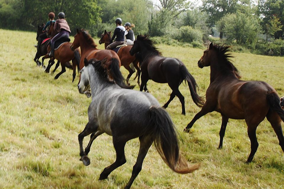 Photo de LA CAVALERIE DES MESANGERES