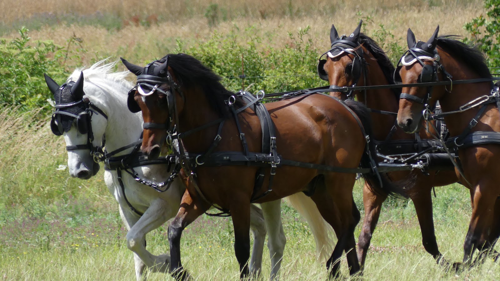 Photo de LA GOUFFERIE ATTELAGE