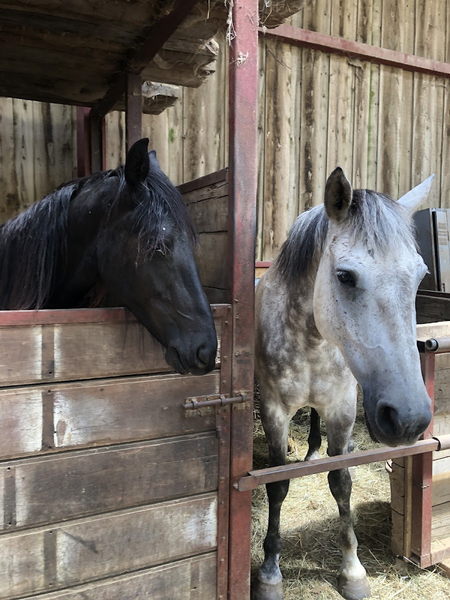 Photo de LA LICORNE BLEUE