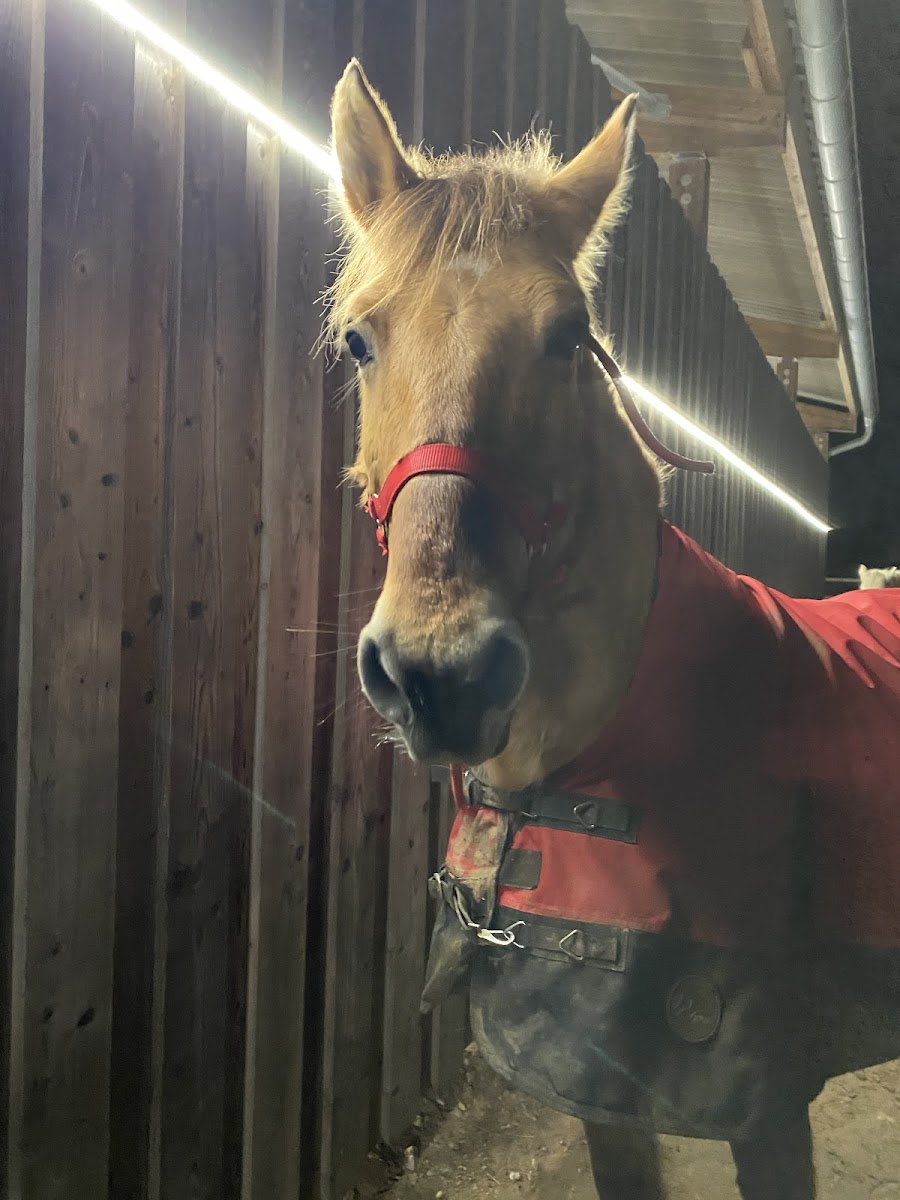 Photo de LA TEAM PONEY ET COMPAGNIE