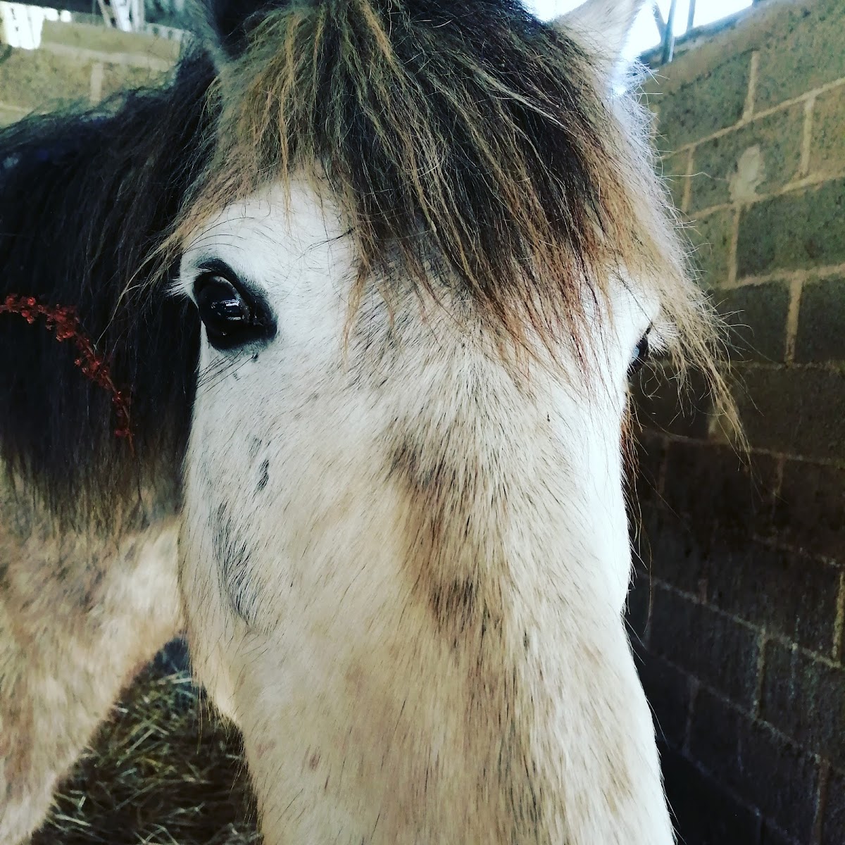 Photo de Lamballe Équitation