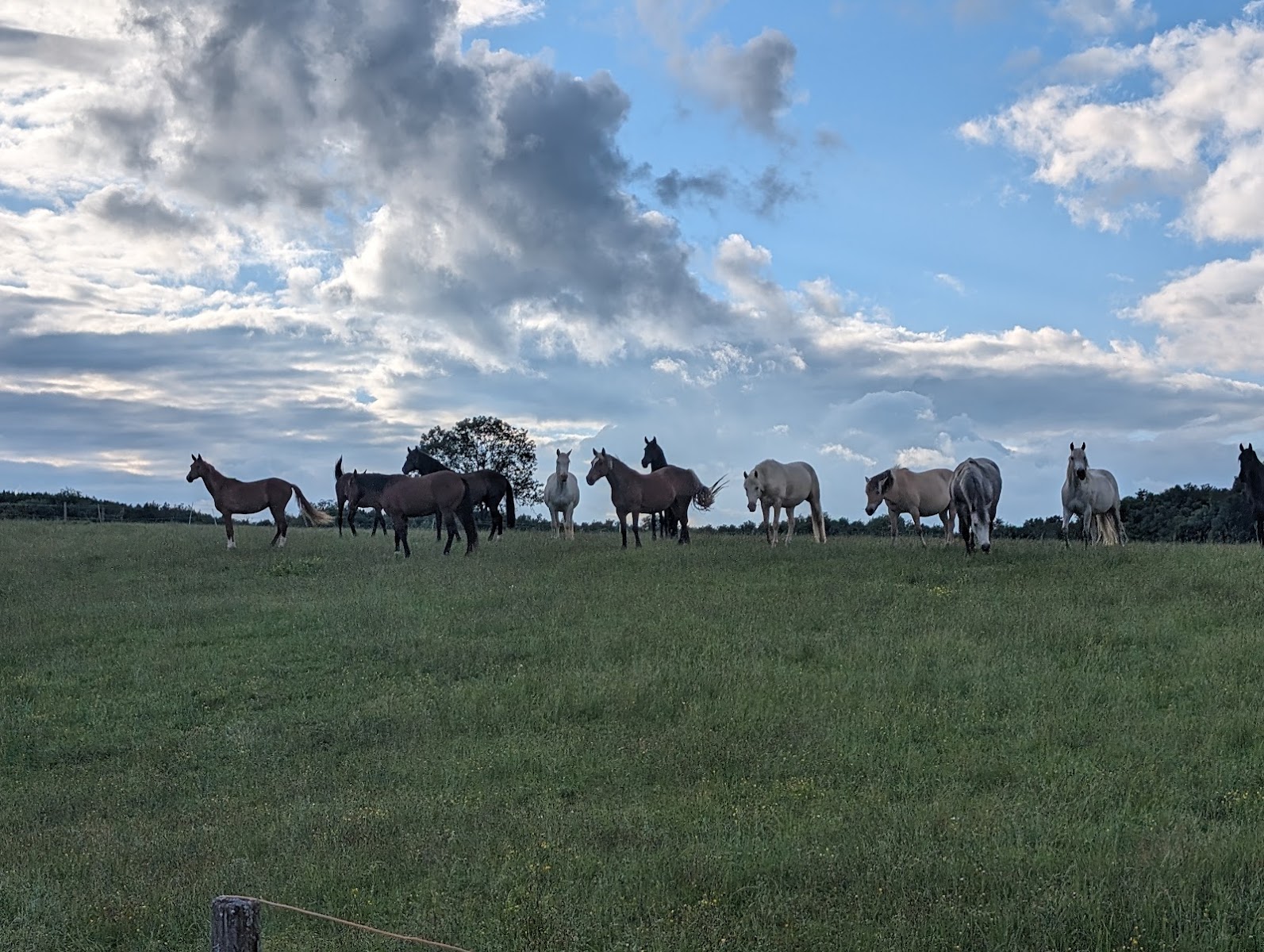 Photo de LE 9 ÉQUIN