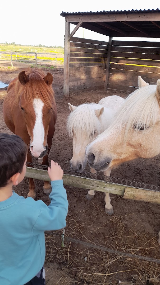 Photo de LE COCON DU MARAIS PONEY CLUB