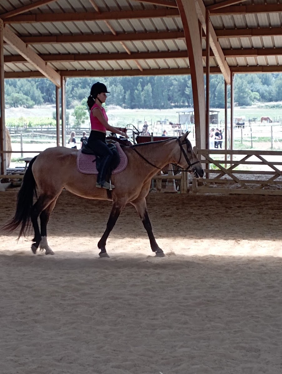 Photo de LE FER A CHEVAL