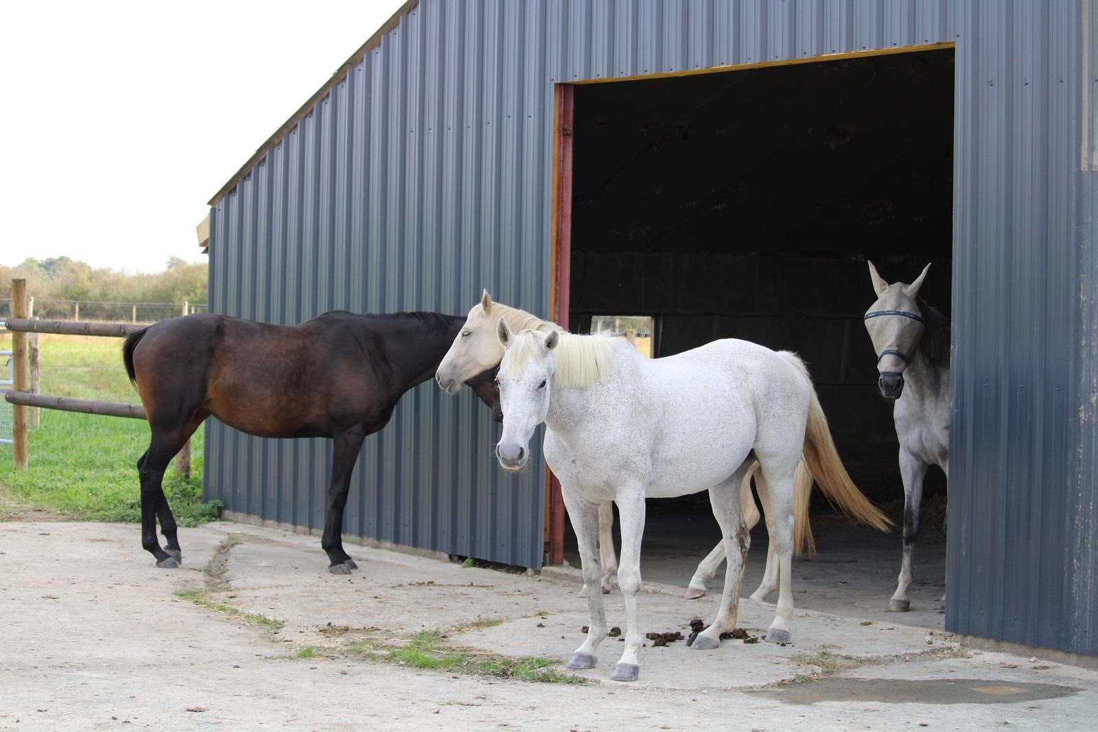 Photo de LE GALOP SARTHOIS