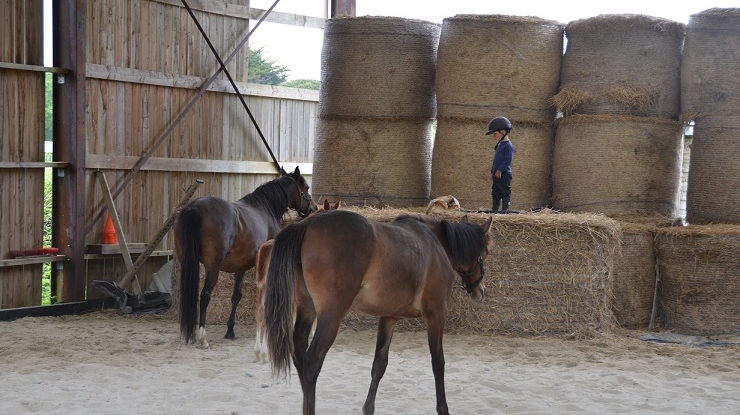 Photo de LE PETIT HARAS D AVEN
