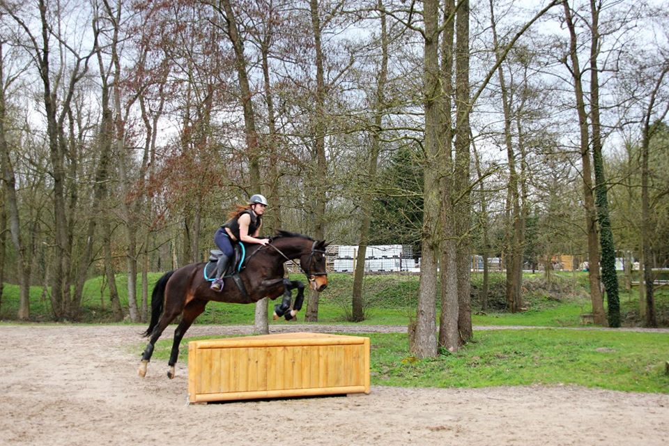 LE PONEY BLEU