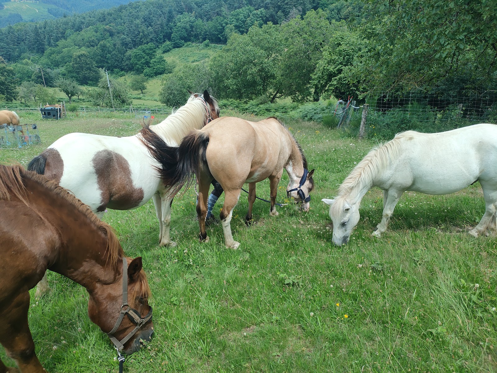 Photo de LE PONEY CERNAISE