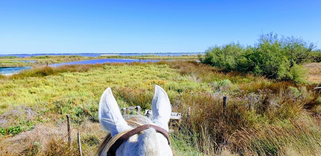 Photo de LES AMIS DU POLE EQUESTRE DE L OR